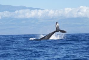 La contaminación acústica rompe los ecosistemas marinos.