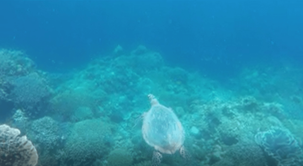 TORTUGA