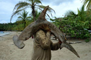 Tiburones vivos generan más ingresos que muertos