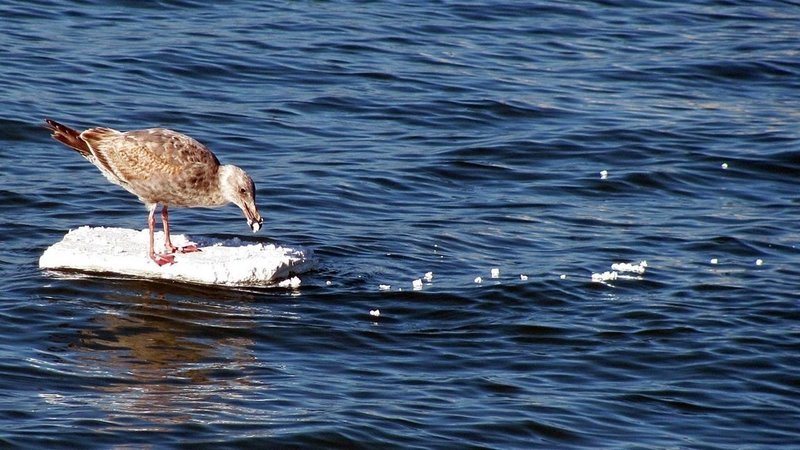 En 20 Años 99% de las Aves habrán Ingerido Plástico